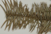 杉木藏品圖，第5張