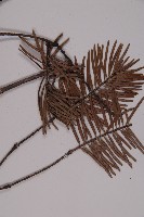 臺灣黃杉藏品圖，第3張