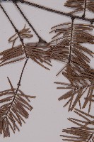 臺灣黃杉藏品圖，第4張