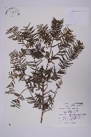 臺灣粗榧、台灣三尖杉藏品圖，第1張