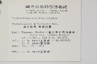 臺灣粗榧、台灣三尖杉藏品圖，第2張