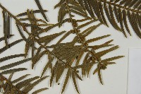 臺灣粗榧、台灣三尖杉藏品圖，第3張