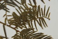 臺灣粗榧、台灣三尖杉藏品圖，第4張