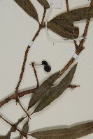 桃實百日青藏品圖，第4張