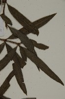 桃實百日青藏品圖，第5張