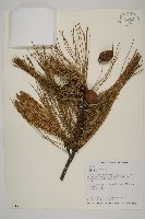 臺灣二葉松藏品圖，第1張