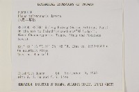 臺灣二葉松藏品圖，第2張