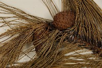 臺灣二葉松藏品圖，第3張