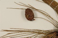 臺灣二葉松藏品圖，第4張