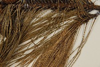 臺灣二葉松藏品圖，第5張