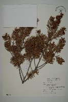 臺灣黃杉藏品圖，第1張