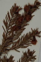 臺灣黃杉藏品圖，第3張