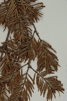 臺灣黃杉藏品圖，第5張