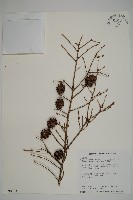 臺灣鐵杉藏品圖，第1張