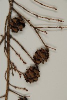 臺灣鐵杉藏品圖，第3張