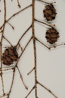 臺灣鐵杉藏品圖，第4張