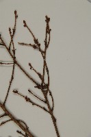 臺灣鐵杉藏品圖，第5張