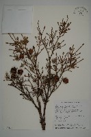 臺灣鐵杉藏品圖，第1張