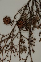 臺灣鐵杉藏品圖，第4張