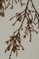 臺灣鐵杉藏品圖，第5張
