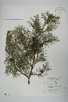 白粉柏藏品圖，第1張