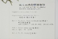 白粉柏藏品圖，第2張