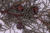 白粉柏藏品圖，第3張