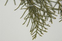 白粉柏藏品圖，第4張