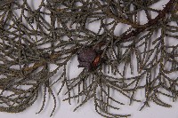 白粉柏藏品圖，第5張