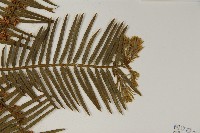 臺灣粗榧、台灣三尖杉藏品圖，第3張