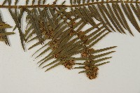 臺灣粗榧、台灣三尖杉藏品圖，第4張