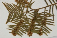 臺灣粗榧、台灣三尖杉藏品圖，第5張