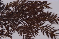 臺灣紅豆杉、紫杉、南方紅豆杉藏品圖，第3張