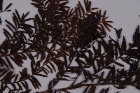 臺灣紅豆杉、紫杉、南方紅豆杉藏品圖，第4張