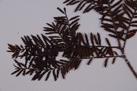 臺灣紅豆杉、紫杉、南方紅豆杉藏品圖，第5張