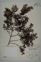 臺灣紅豆杉、紫杉、南方紅豆杉藏品圖，第1張