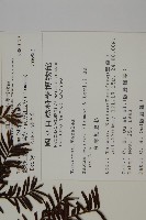 臺灣紅豆杉、紫杉、南方紅豆杉藏品圖，第2張