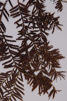 臺灣紅豆杉、紫杉、南方紅豆杉藏品圖，第3張