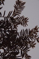 臺灣紅豆杉、紫杉、南方紅豆杉藏品圖，第4張