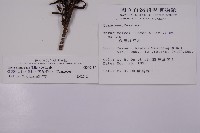 臺灣紅豆杉、紫杉、南方紅豆杉藏品圖，第2張