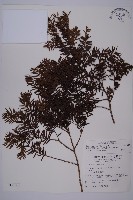 臺灣紅豆杉、紫杉、南方紅豆杉藏品圖，第1張