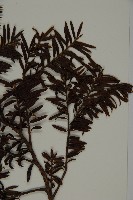 臺灣紅豆杉、紫杉、南方紅豆杉藏品圖，第3張