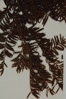 臺灣紅豆杉、紫杉、南方紅豆杉藏品圖，第4張