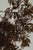 臺灣紅豆杉、紫杉、南方紅豆杉藏品圖，第5張