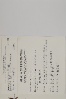 臺灣紅豆杉、紫杉、南方紅豆杉藏品圖，第2張