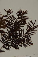 臺灣紅豆杉、紫杉、南方紅豆杉藏品圖，第3張