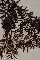 臺灣紅豆杉、紫杉、南方紅豆杉藏品圖，第4張