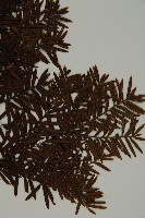 臺灣紅豆杉、紫杉、南方紅豆杉藏品圖，第3張