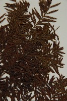 臺灣紅豆杉、紫杉、南方紅豆杉藏品圖，第4張