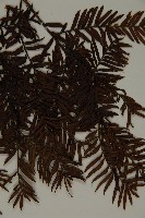 臺灣紅豆杉、紫杉、南方紅豆杉藏品圖，第5張